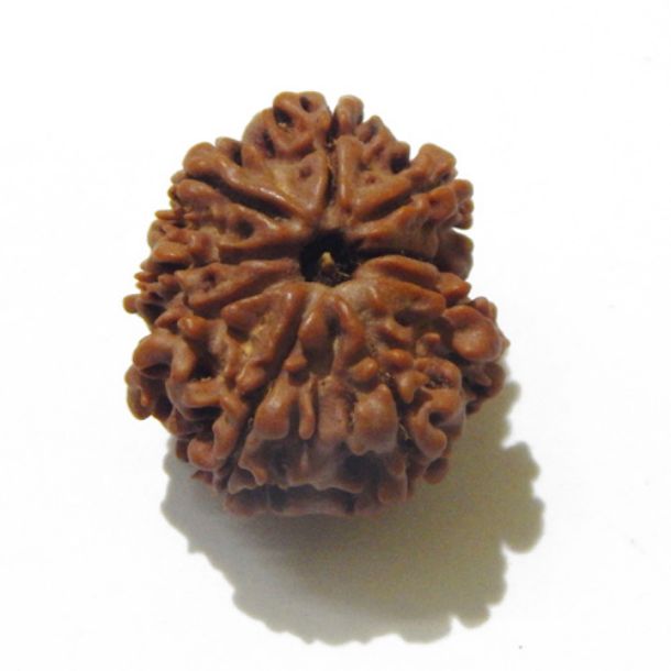 Nine Face Nepali Rudraksha 