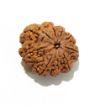 Nine Face Nepali Rudraksha 