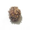 Two Face Himalayan Rudraksha