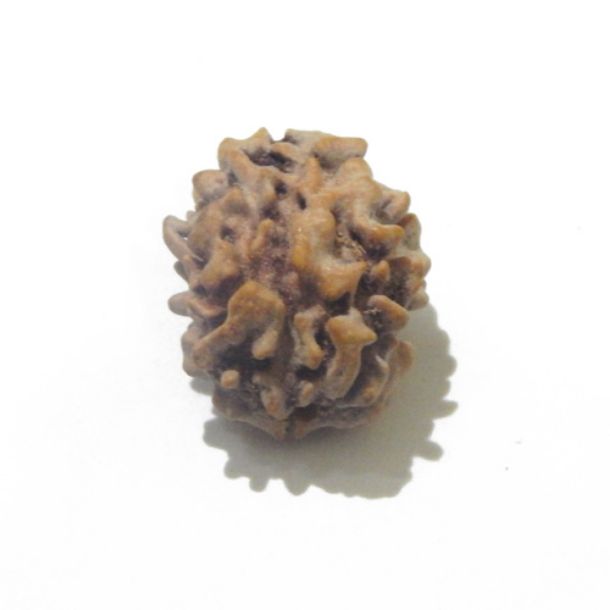 Two Face Himalayan Rudraksha