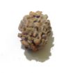 Two Face Himalayan Rudraksha