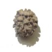 Two Face Himalayan Rudraksha