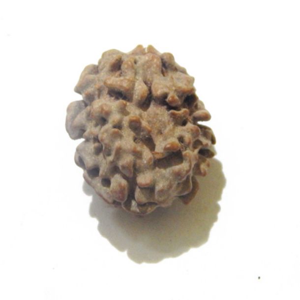 Picture of Two Mukhi (Face) Himalayan Rudraksha