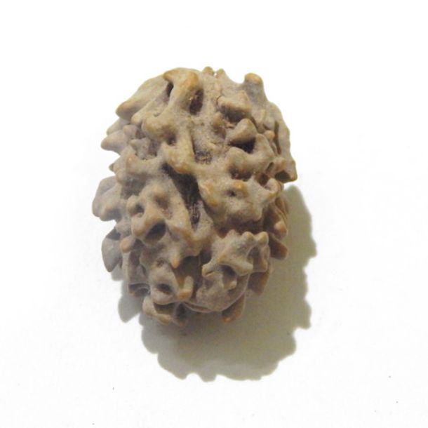 Two Face Himalayan Rudraksha 