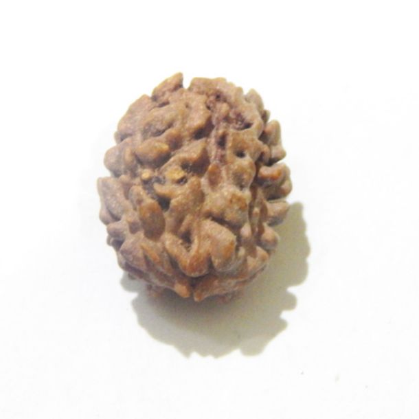 Two Face Himalayan Rudraksha