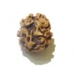 Picture of Two Mukhi (Face) Himalayan Rudraksha