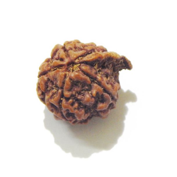 Ganesha Nepali Rudraksha