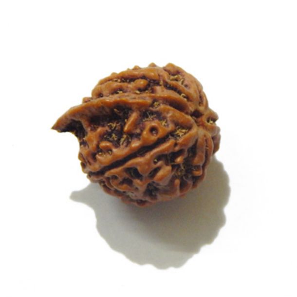 Picture of Ganesha Rudraksha