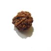 Picture of Ganesha Rudraksha