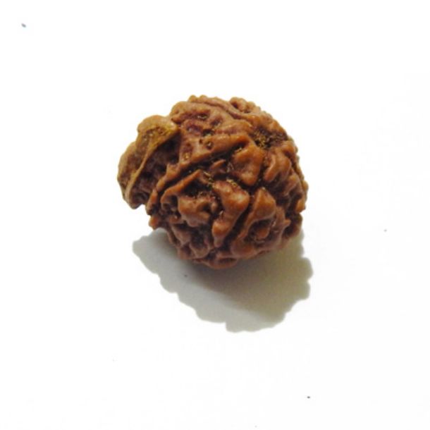 Picture of Ganesha Rudraksha