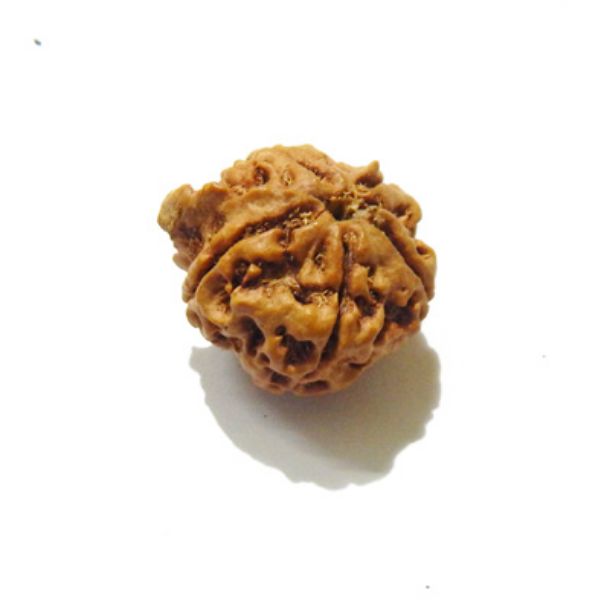 Picture of Ganesha Rudraksha