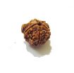 Picture of Ganesha Rudraksha