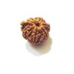 Picture of Ganesha Rudraksha