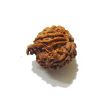 Picture of Ganesha Rudraksha