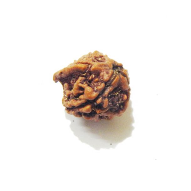 Picture of Ganesha Rudraksha