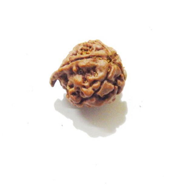 Picture of Ganesha Rudraksha