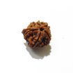 Picture of Ganesha Rudraksha