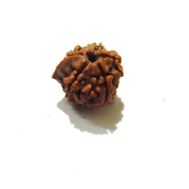 Picture of Ganesha Rudraksha