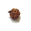 Picture of Ganesha Rudraksha