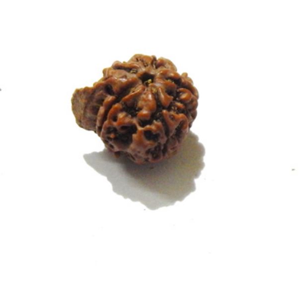 Picture of Ganesha Rudraksha