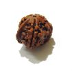 Picture of Ganesha Rudraksha