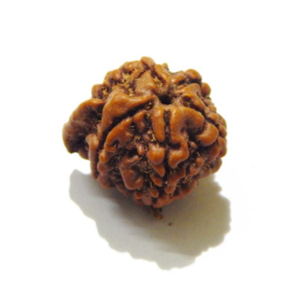 Picture of Ganesha Rudraksha