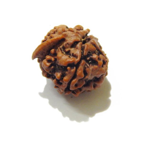 Picture of Ganesha Rudraksha