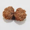 Picture of Gauri Shankar Nepali Rudraksha