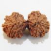 Picture of Gauri Shankar Nepali Rudraksha