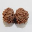 Picture of Gauri Shankar Nepali Rudraksha