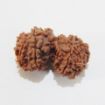 Picture of Gauri Shankar Nepali Rudraksha