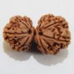 Picture of Gauri Shankar Nepali Rudraksha