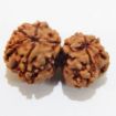 Picture of Gauri Shankar Nepali Rudraksha