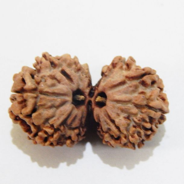 Picture of Gauri Shankar Nepali Rudraksha