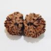 Picture of Gauri Shankar Nepali Rudraksha