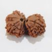 Picture of Gauri Shankar Nepali Rudraksha