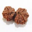 Picture of Gauri Shankar Nepali Rudraksha