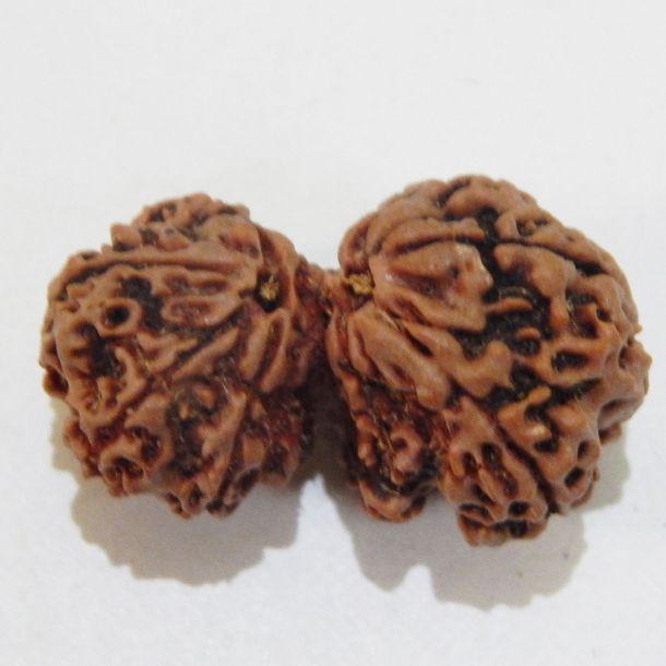 Picture of Gauri Shankar Nepali Rudraksha