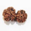 Picture of Gauri Shankar Nepali Rudraksha