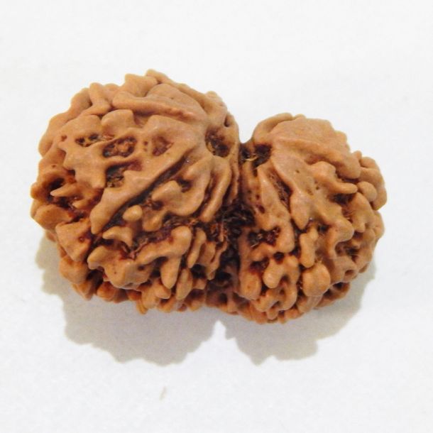 Picture of Gauri Shankar Nepali Rudraksha