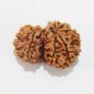 Picture of Gauri Shankar Nepali Rudraksha