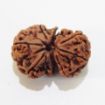 Picture of Gauri Shankar Nepali Rudraksha