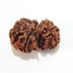 Picture of Gauri Shankar Nepali Rudraksha