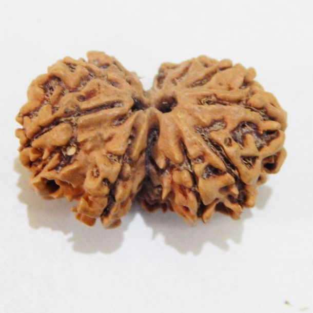 Picture of Gauri Shankar Nepali Rudraksha