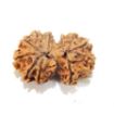 Picture of Gauri Shankar Nepali Rudraksha