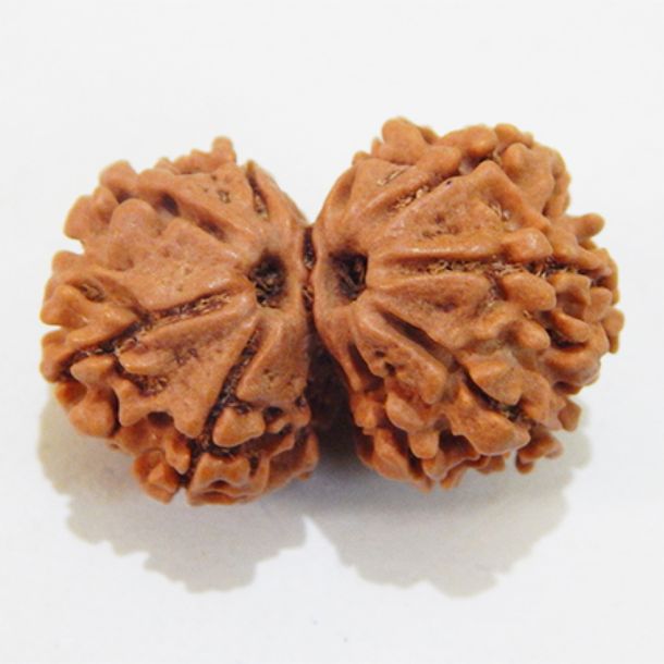 Picture of Gauri Shankar Nepali Rudraksha