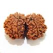 Picture of Gauri Shankar Nepali Rudraksha