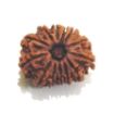 Picture of Thirteen Mukhi (Face) Rudraksha