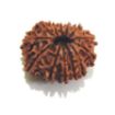 Picture of Thirteen Mukhi (Face) Rudraksha