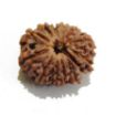 Picture of Thirteen Mukhi (Face) Rudraksha 